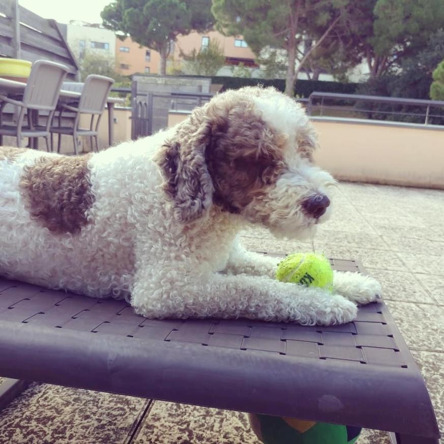 Apartment Sa Boadella Beach, Lloret De Mar - Costa Brava Zewnętrze zdjęcie